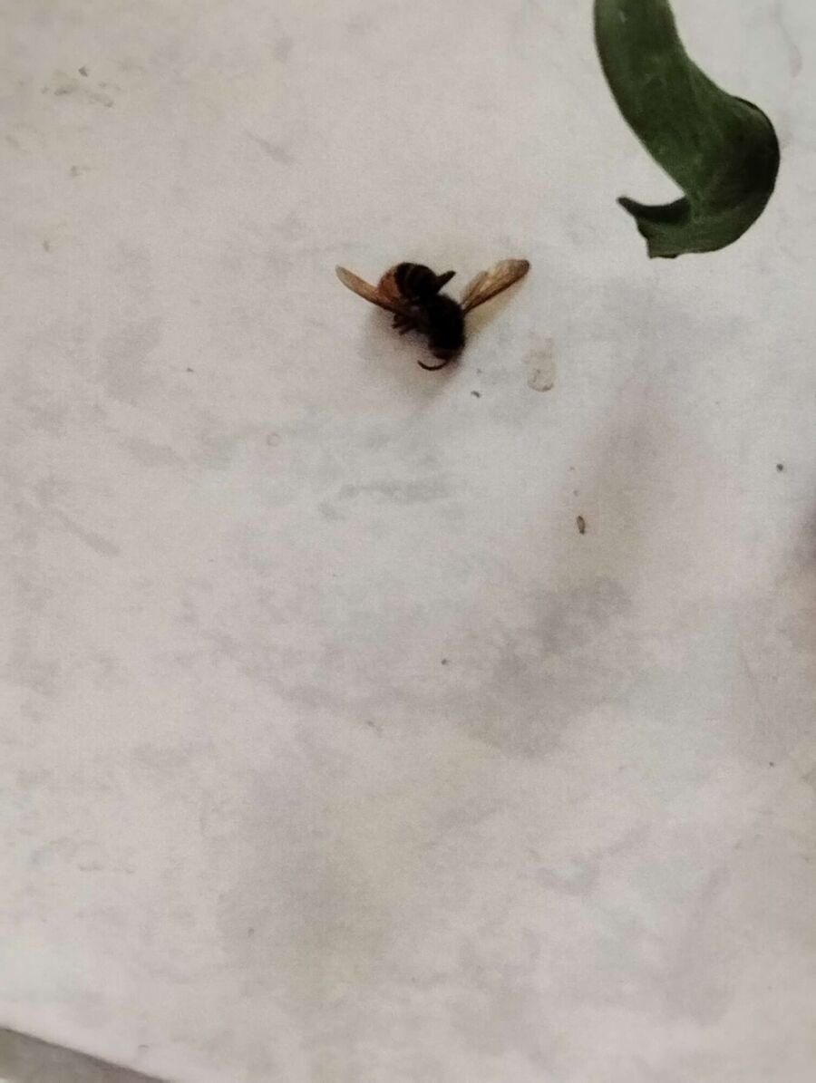 Relocate bees & remove bee nest