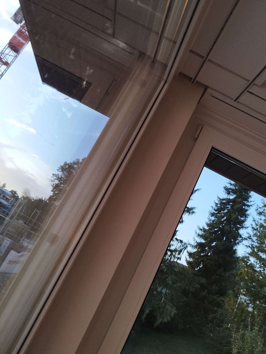 Relocate bees & remove bee nest