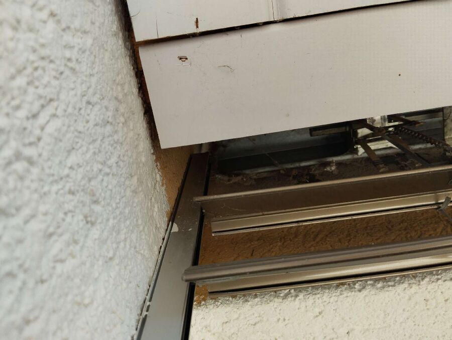 Relocate bees & remove bee nest