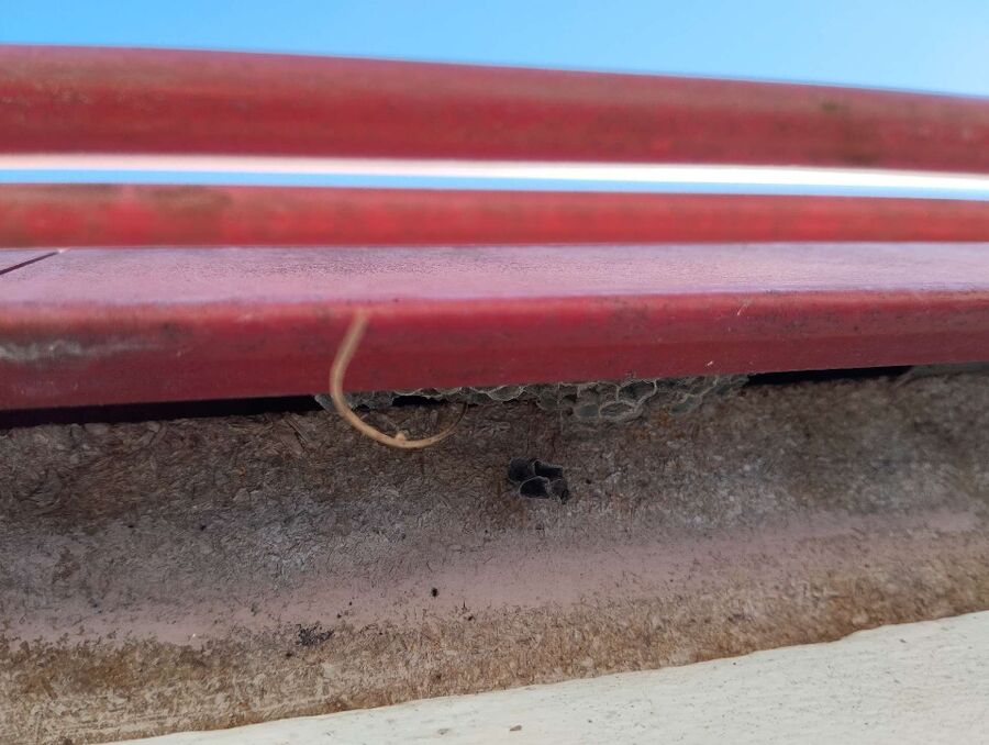 Bee nest at the house remove