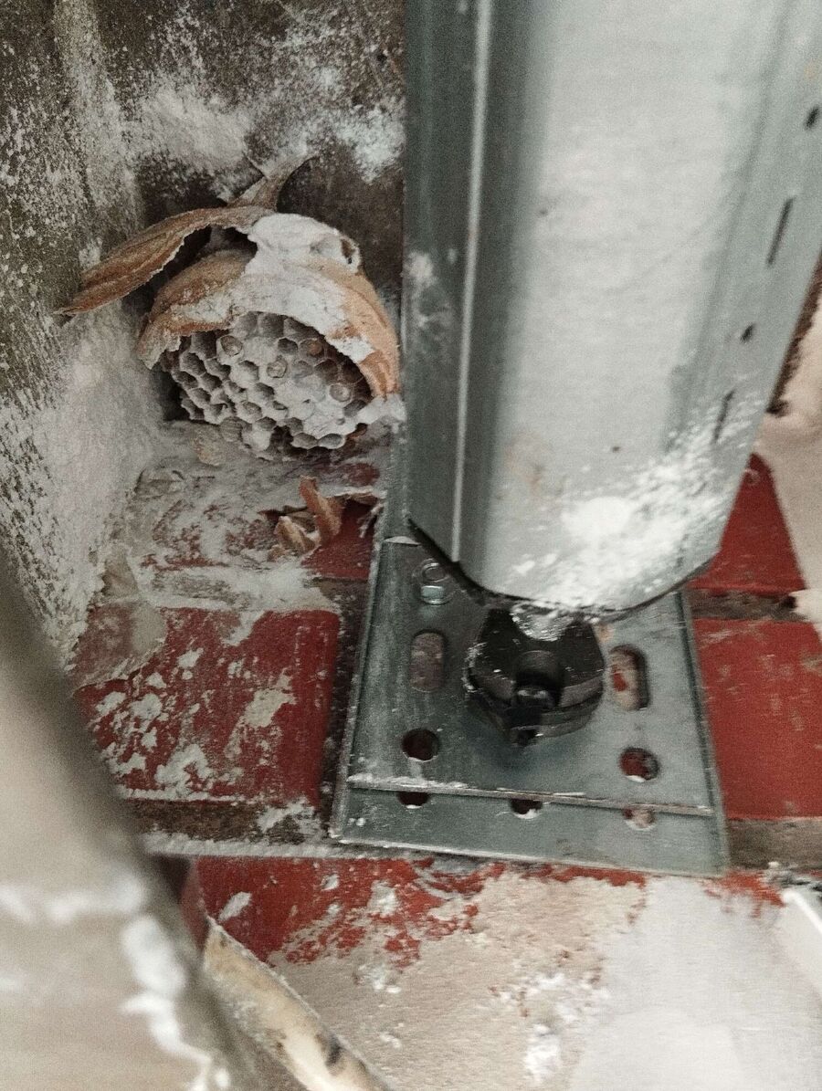 Relocate bees & remove bee nest