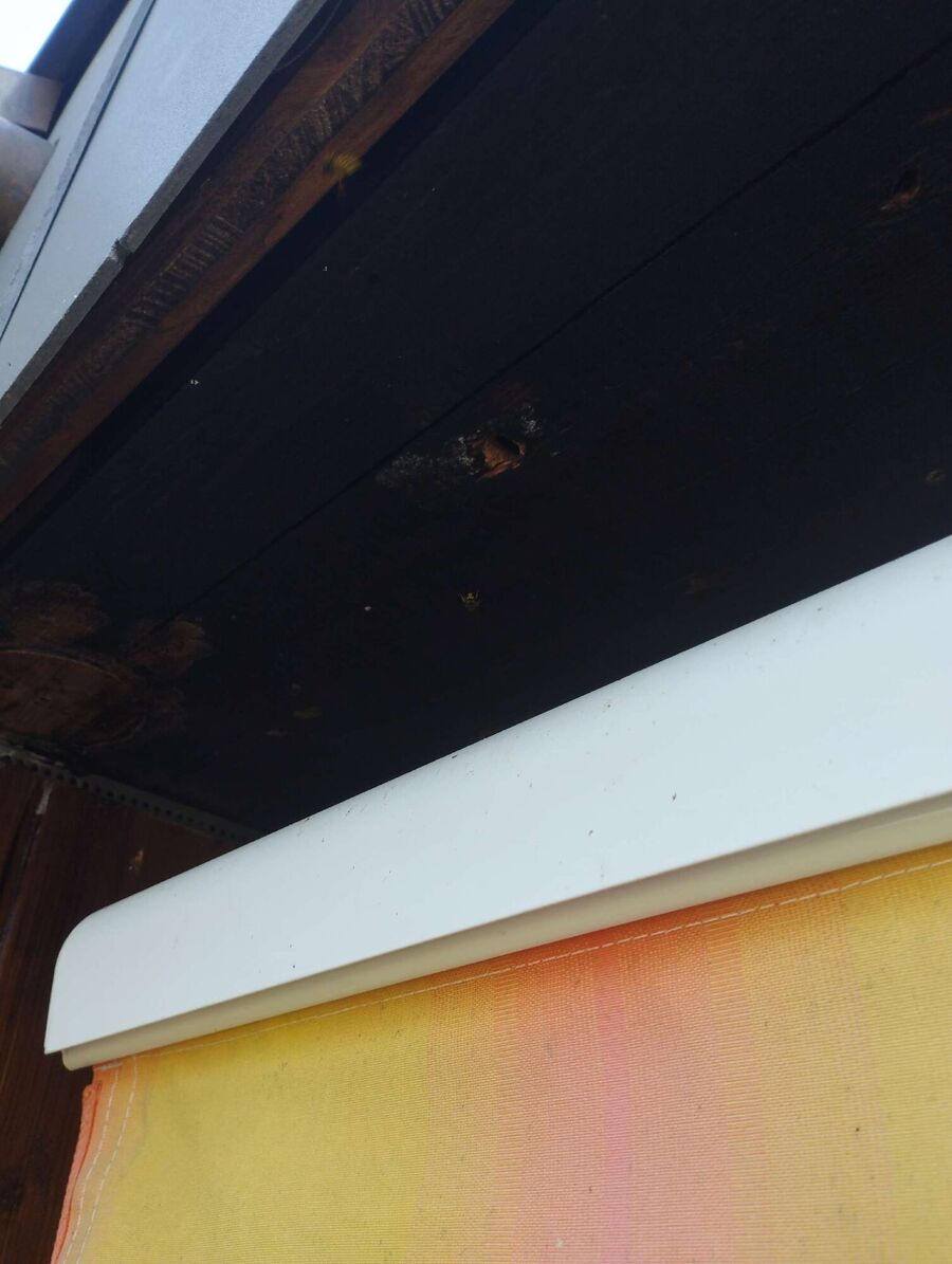 Bee nest at the house remove