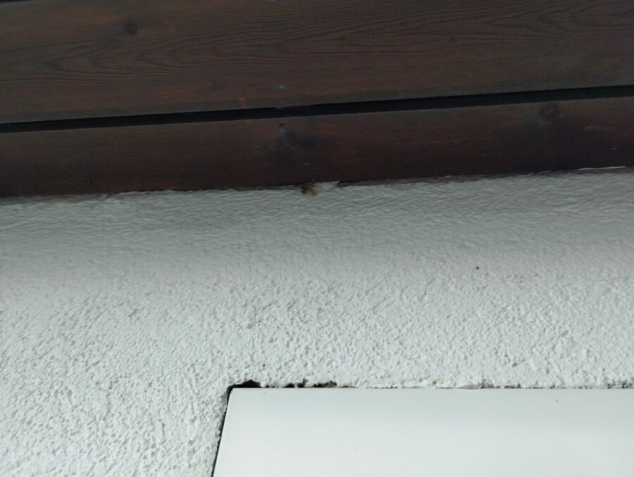 Bee nest at the house remove