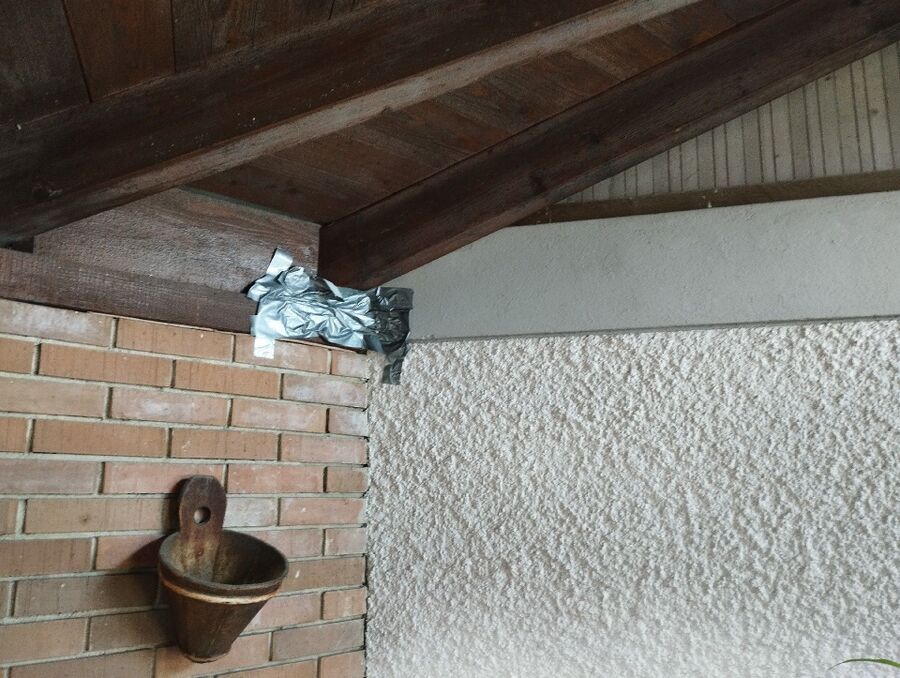 Relocate bees & remove bee nest