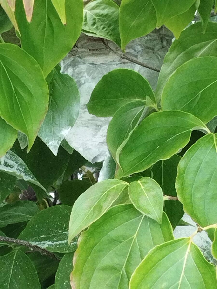 Bee nest at the house remove