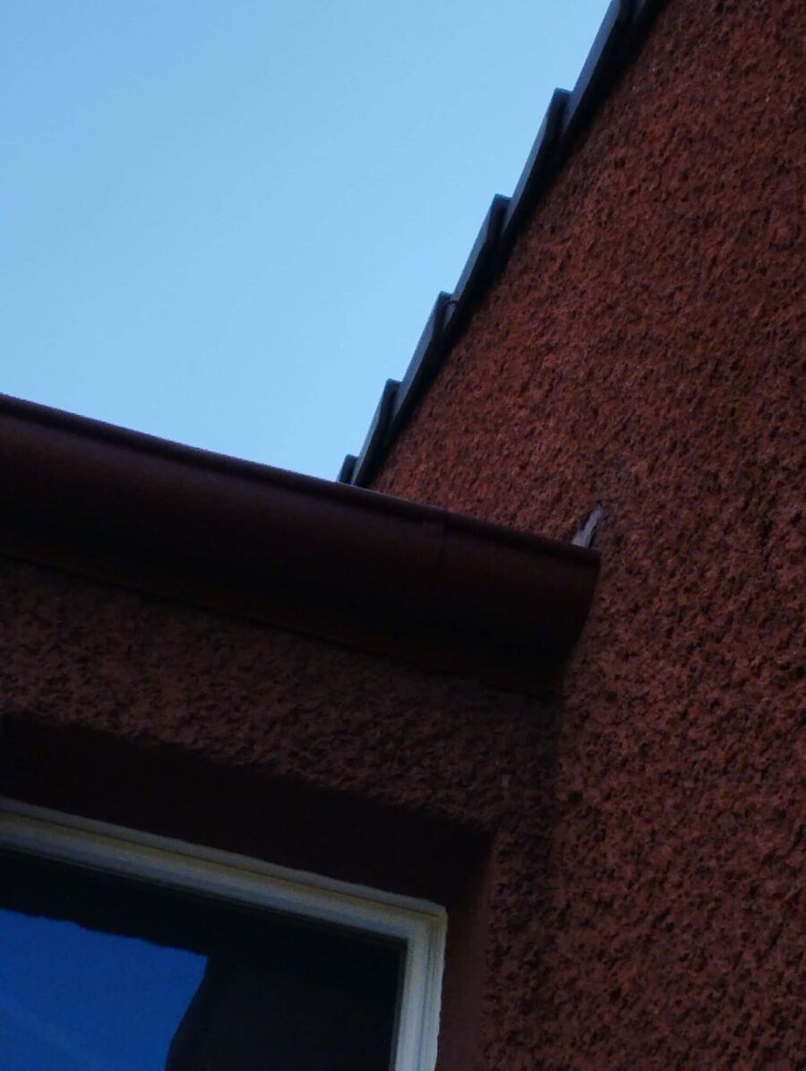 Bee nest at the house remove