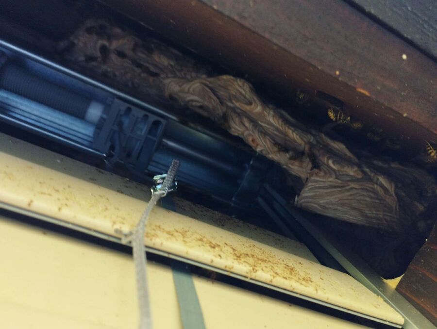 Bee nest at the house remove