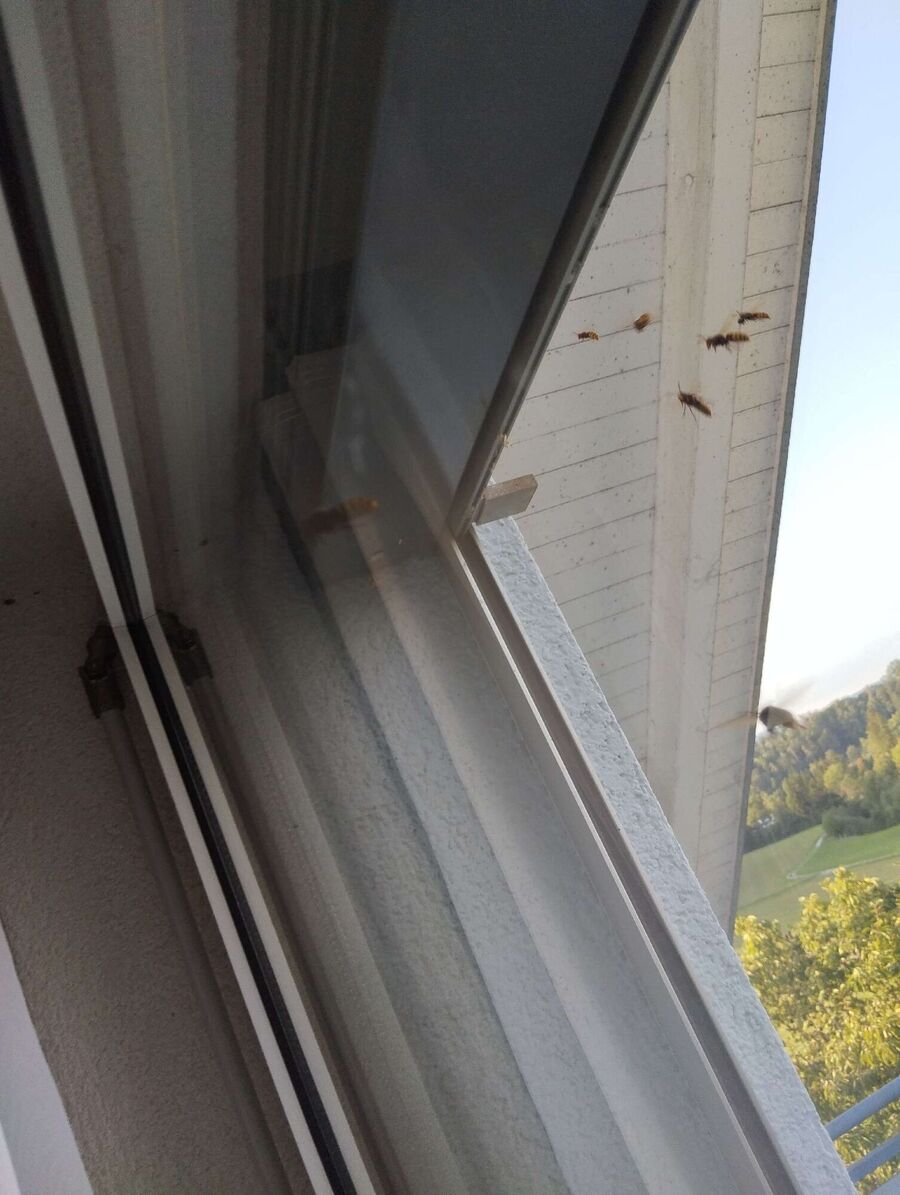 Bee nest at the house remove