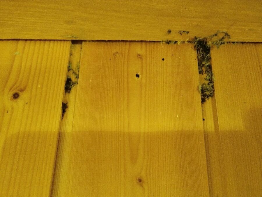 Bee nest at the house remove