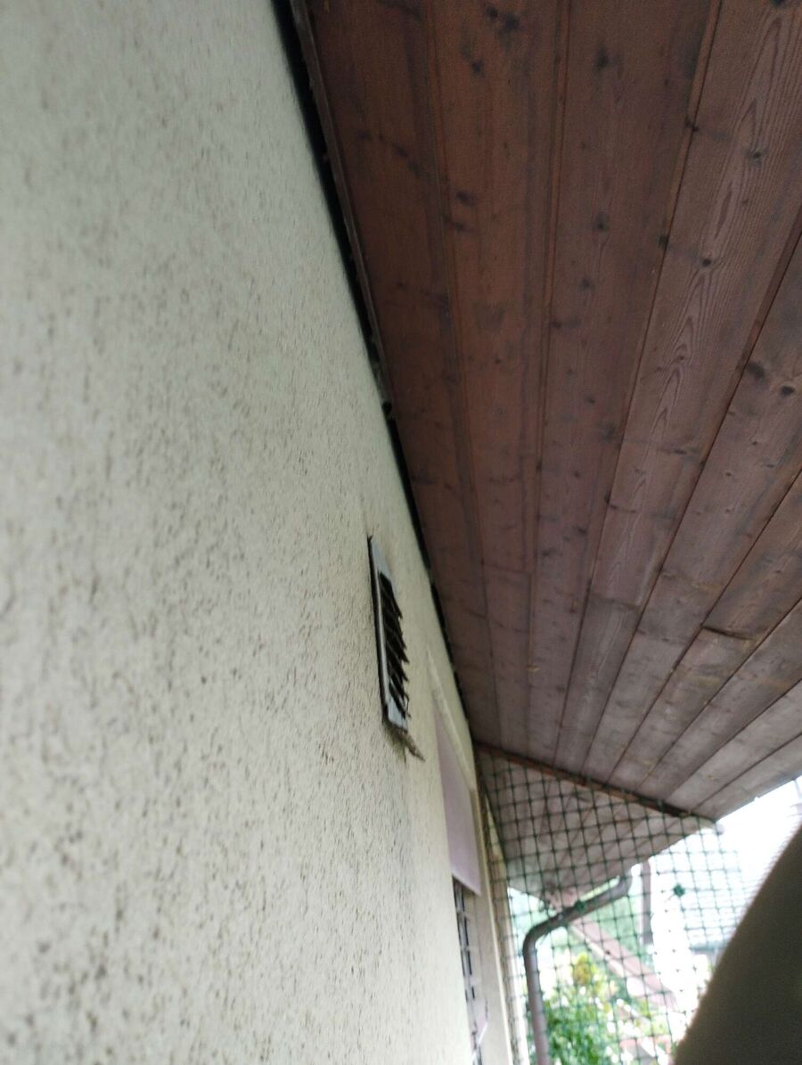 Relocate bees & remove bee nest