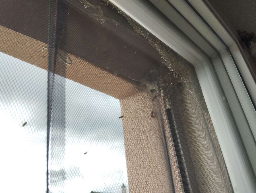 Relocate bees & remove bee nest