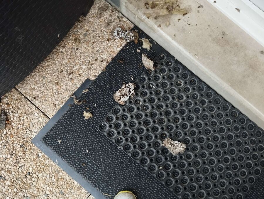 Relocate bees & remove bee nest