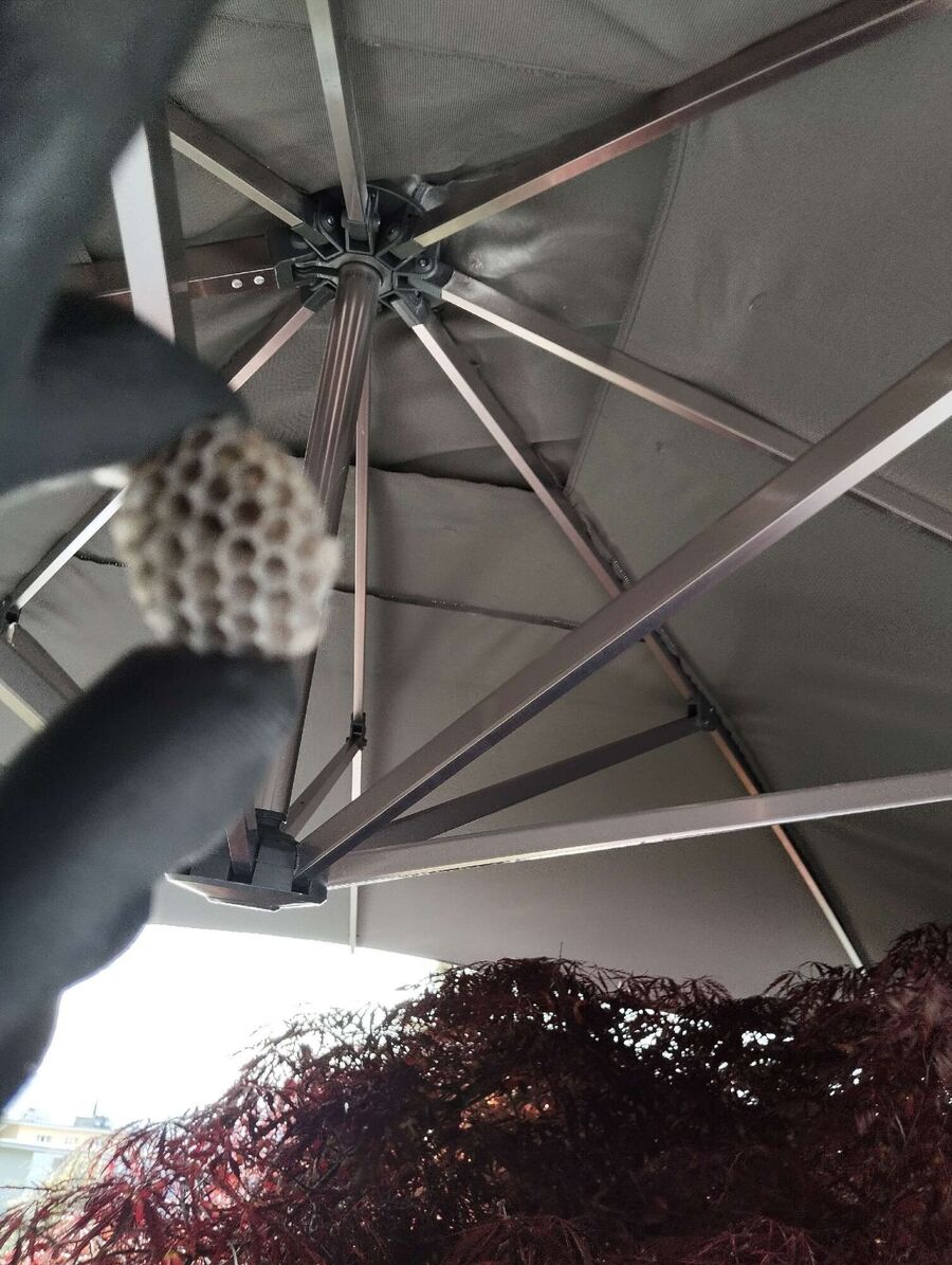 Bee nest at the house remove