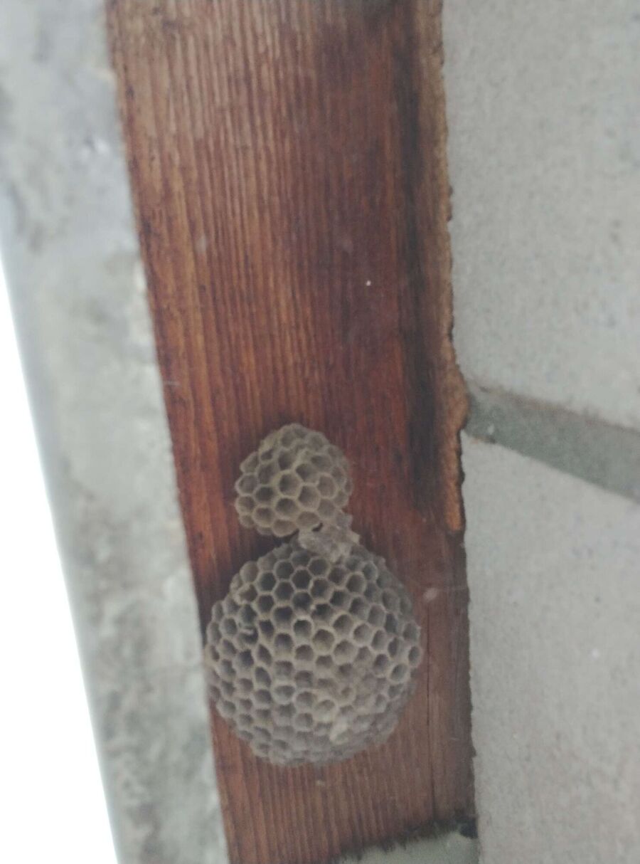 Bee nest at the house remove