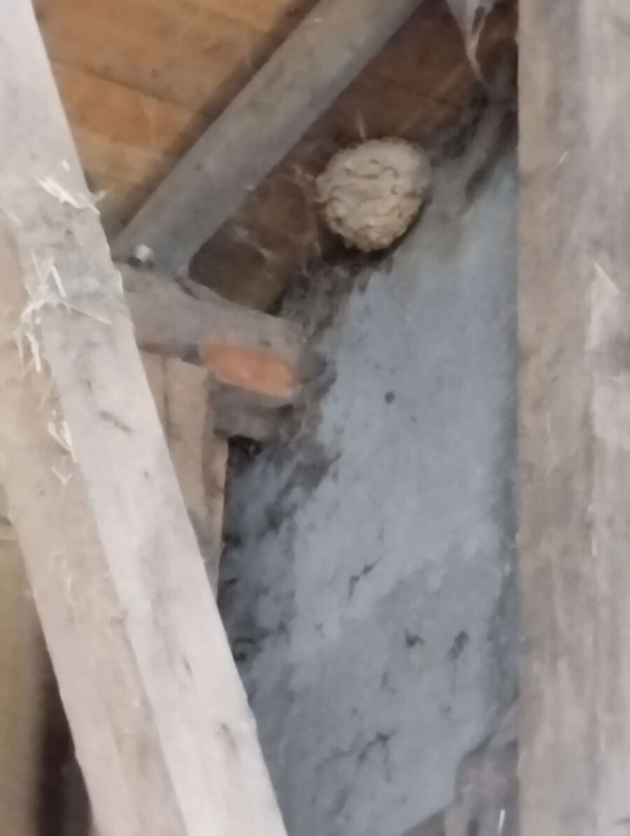 Relocate bees & remove bee nest