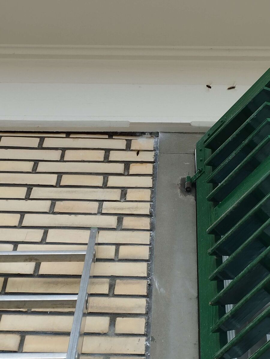 Bee nest at the house remove