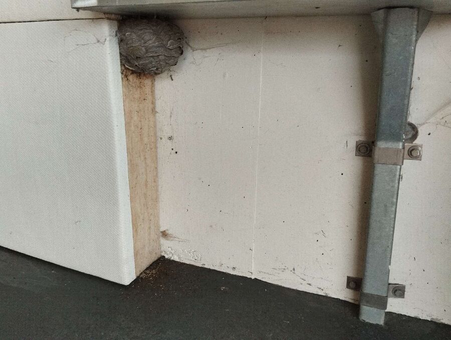 Relocate bees & remove bee nest