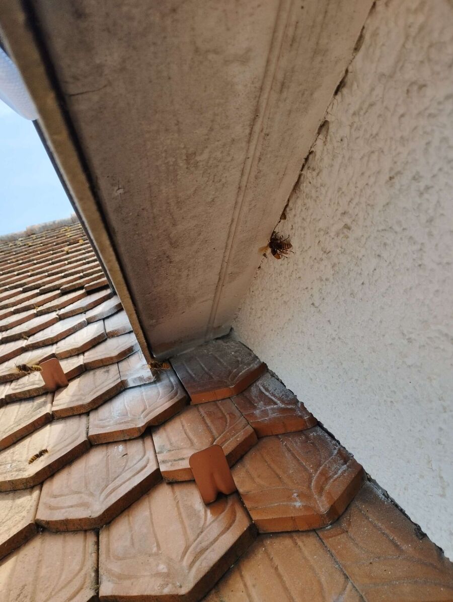 Bee nest at the house remove