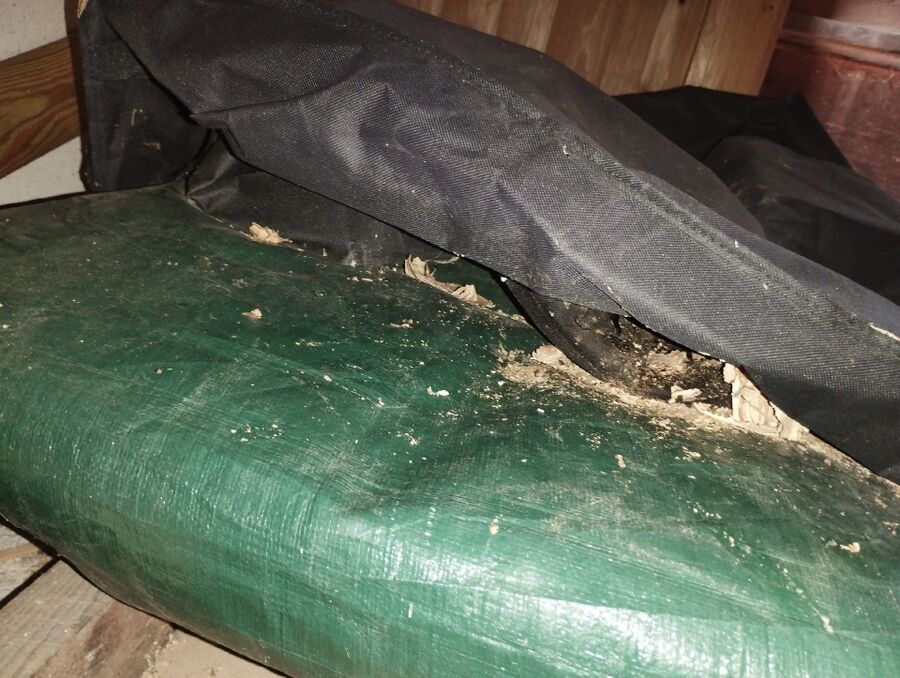 Bee nest at the house remove