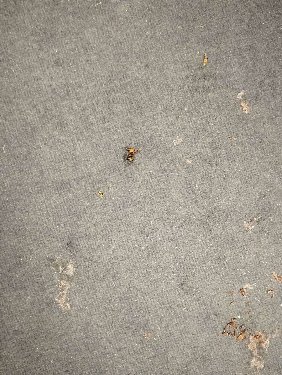 Bee nest at the house remove