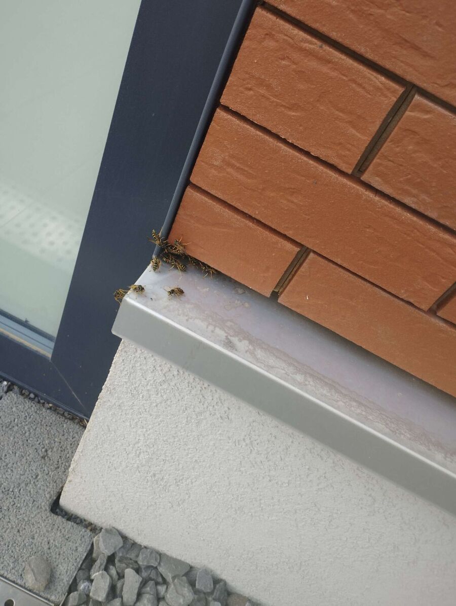 Bee nest at the house remove