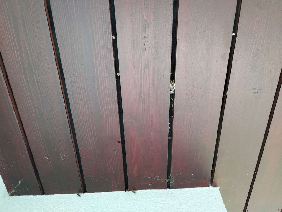 Relocate bees & remove bee nest