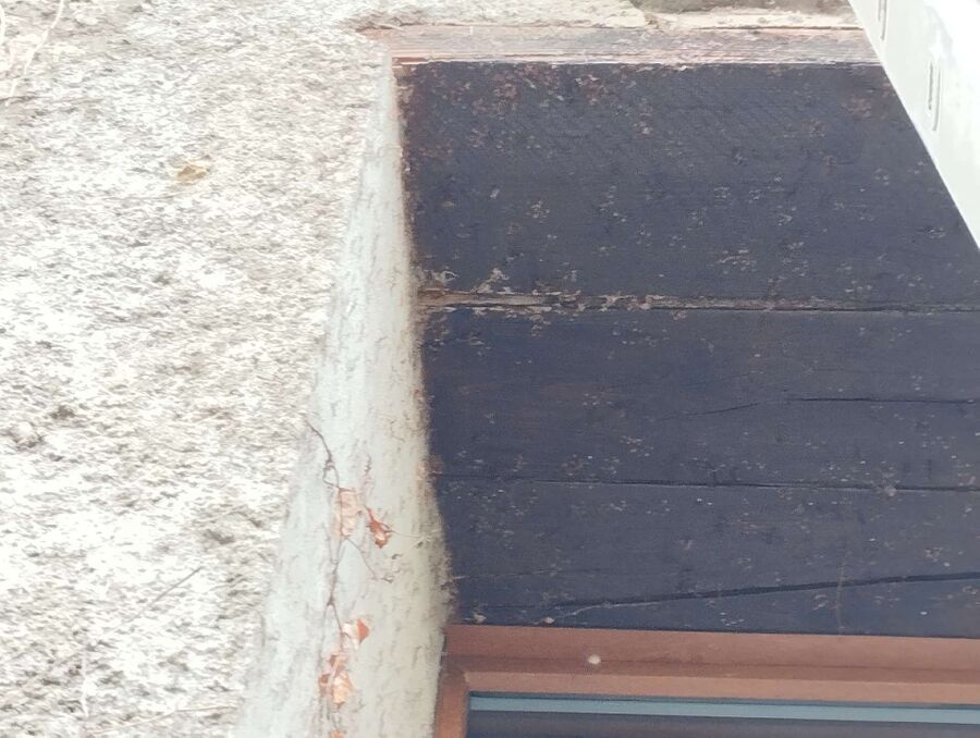 Relocate bees & remove bee nest