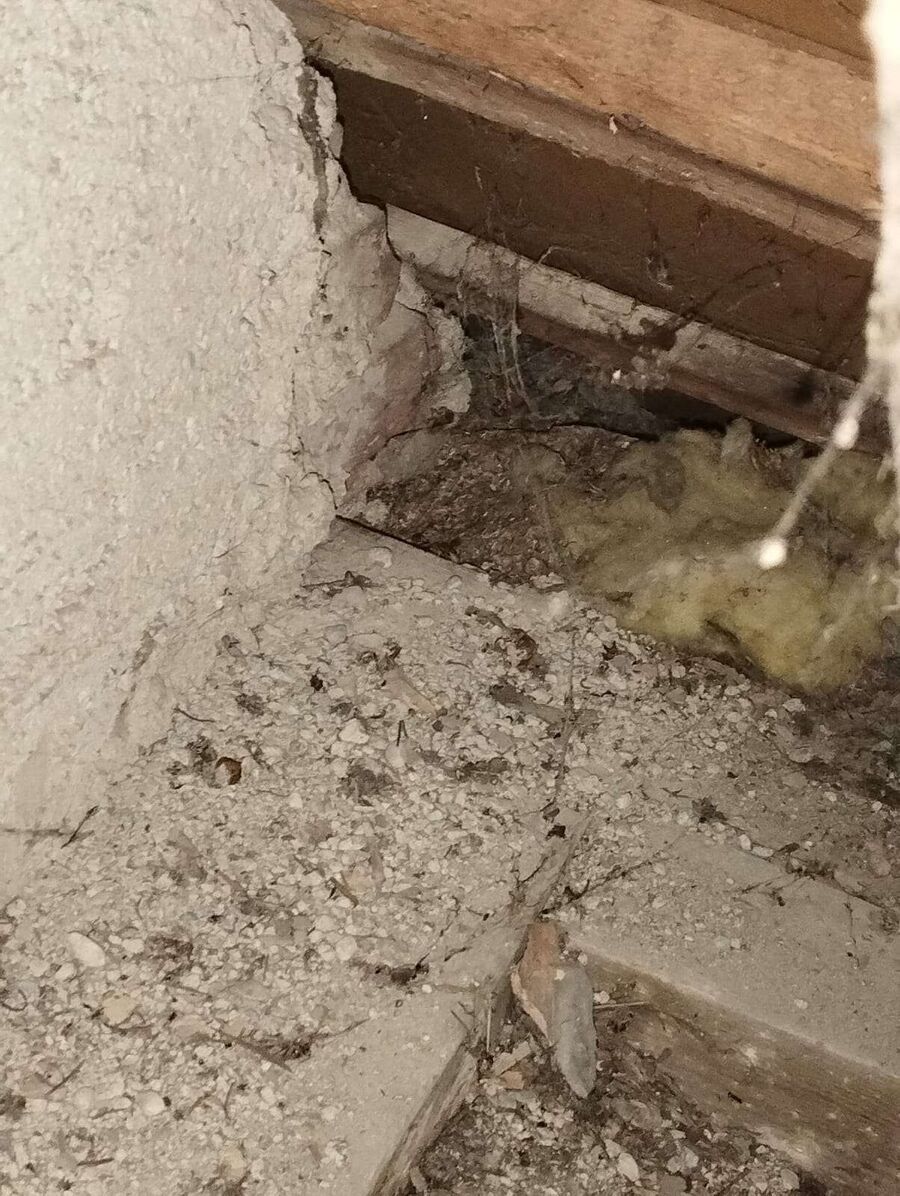 Bee nest at the house remove