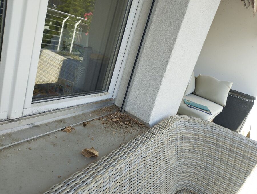 Bee nest at the house remove