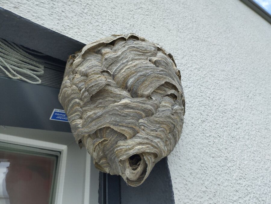 Relocate bees & remove bee nest