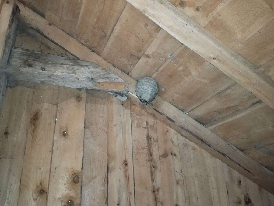 Bee nest at the house remove