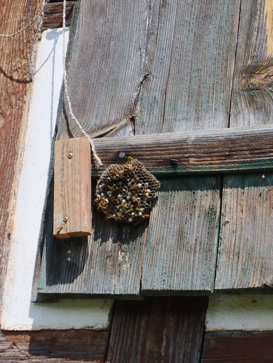 Relocate bees & remove bee nest