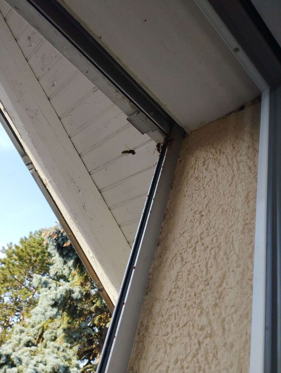 Bee nest at the house remove