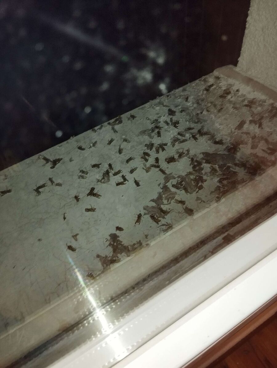 Bee nest at the house remove