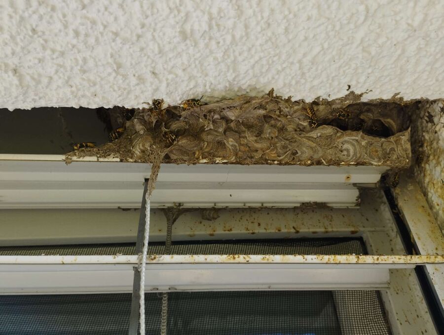 Bee nest at the house remove