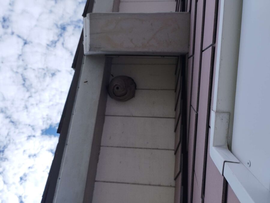 Relocate bees & remove bee nest