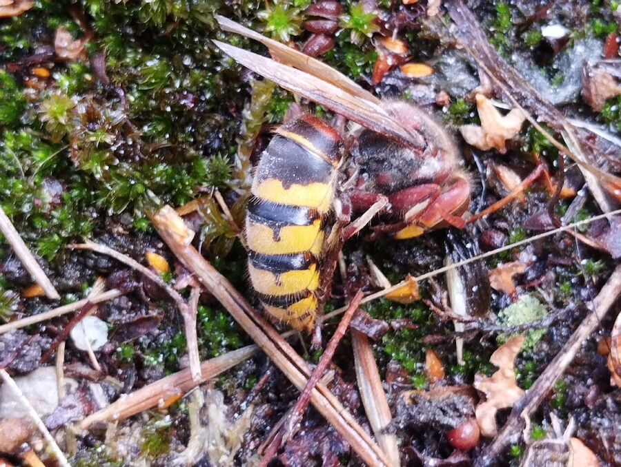 Bee nest at the house remove