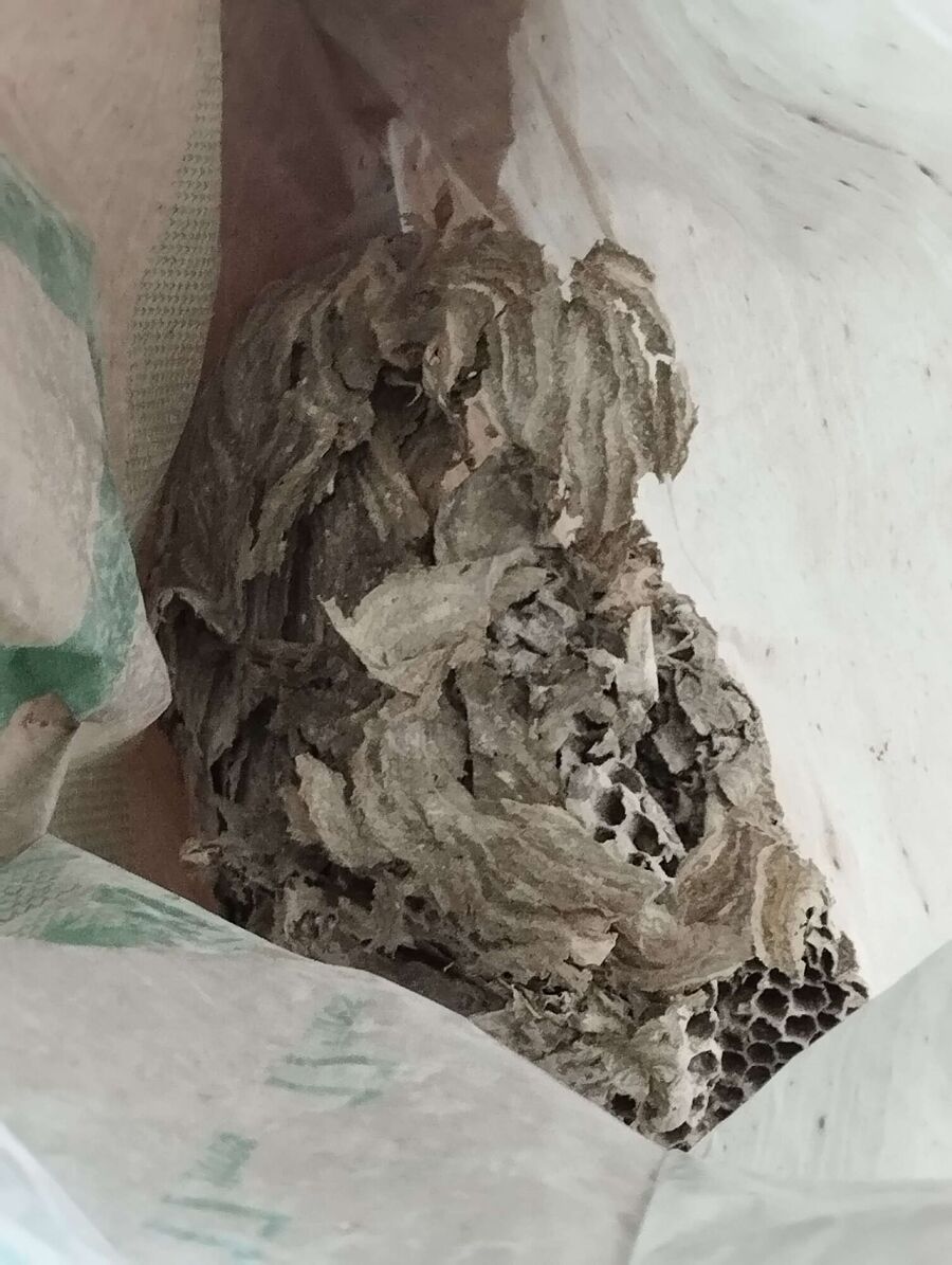 Relocate bees & remove bee nest