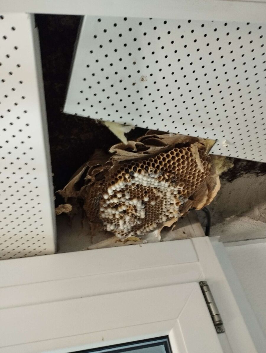 Bee nest at the house remove