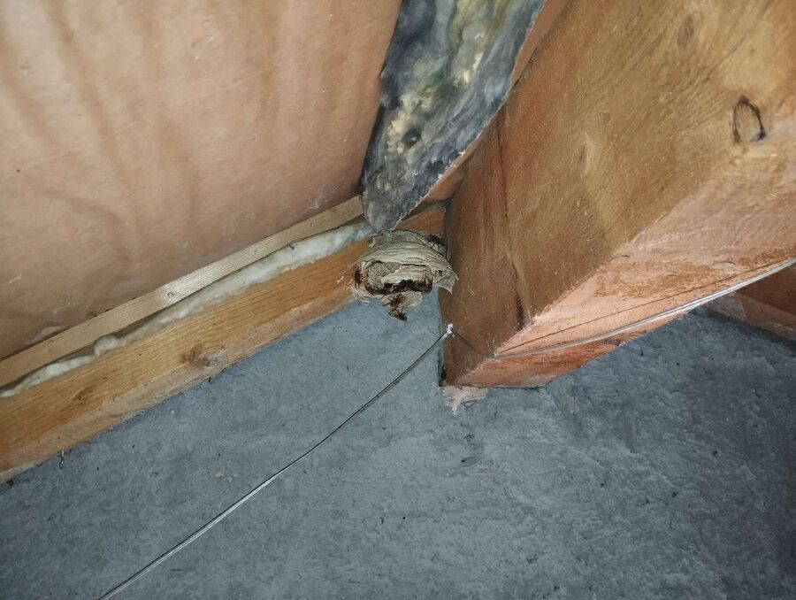 Bee nest at the house remove