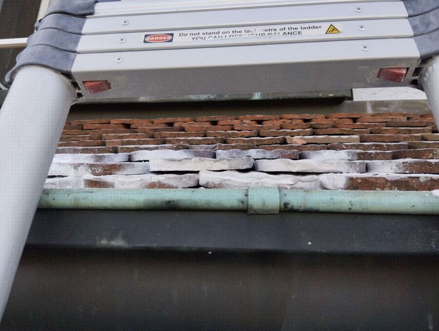 Relocate bees & remove bee nest