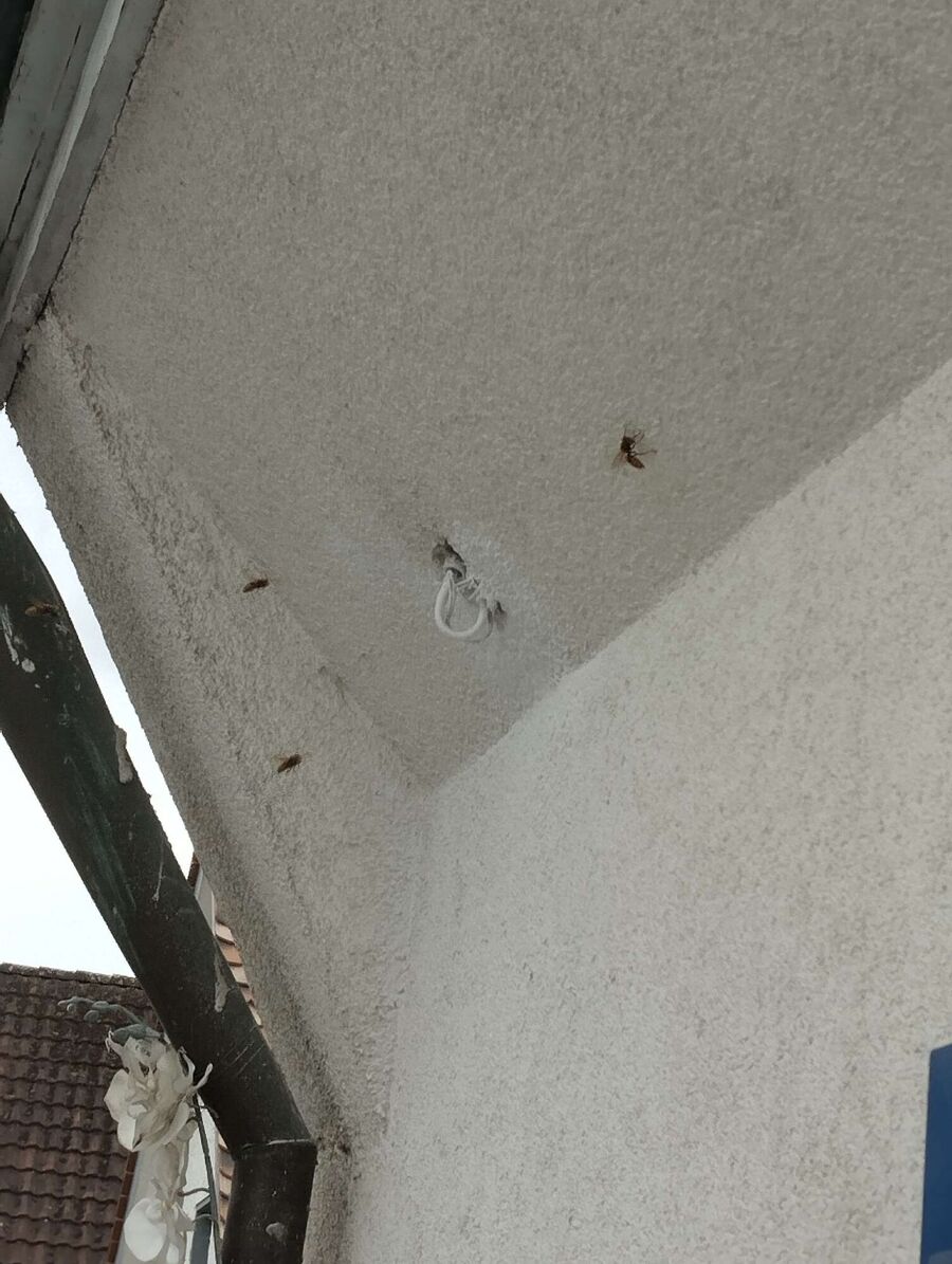 Relocate bees & remove bee nest