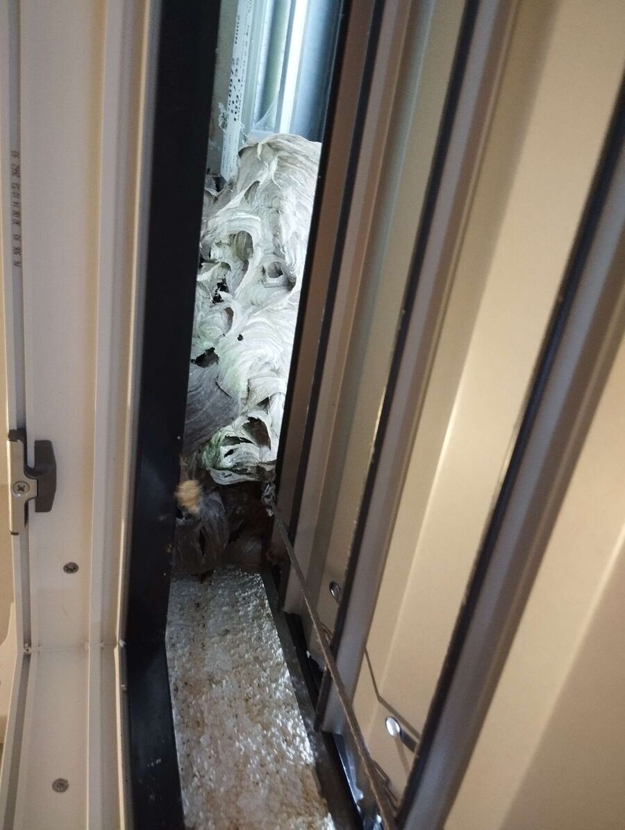 Bee nest at the house remove