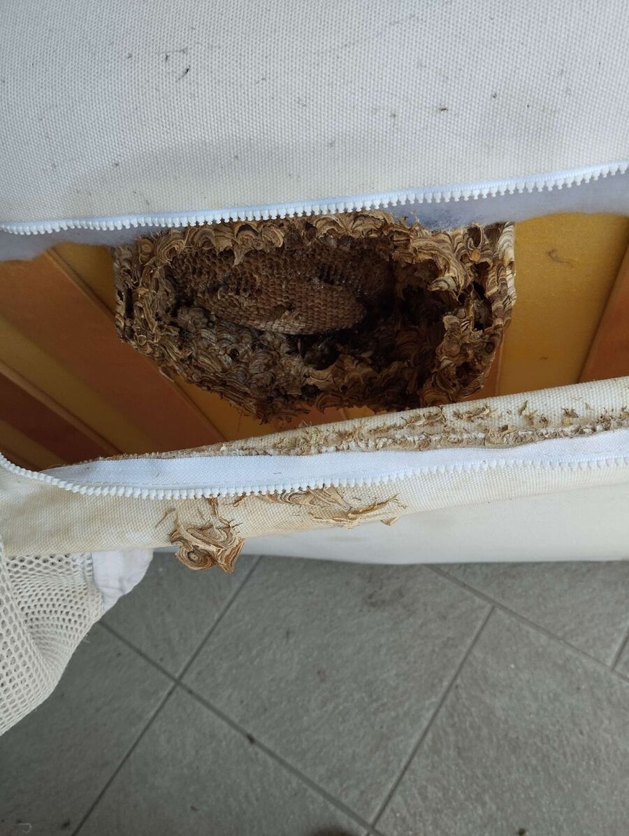 Bee nest at the house remove