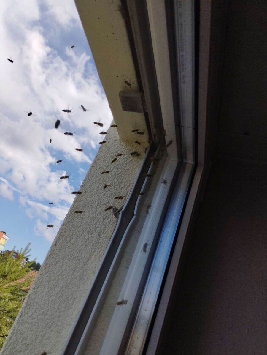 Bee nest at the house remove