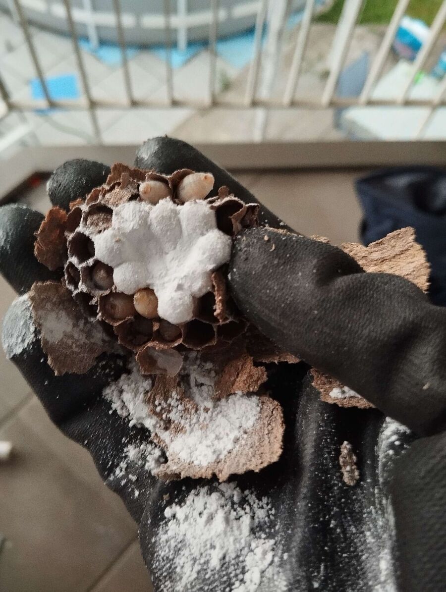 Bee nest at the house remove