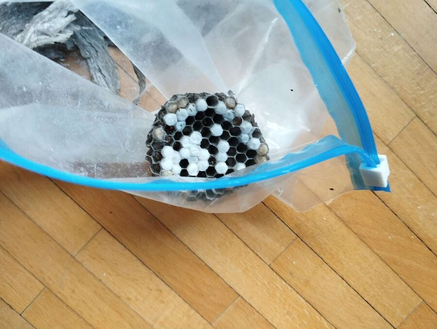 Bee nest at the house remove