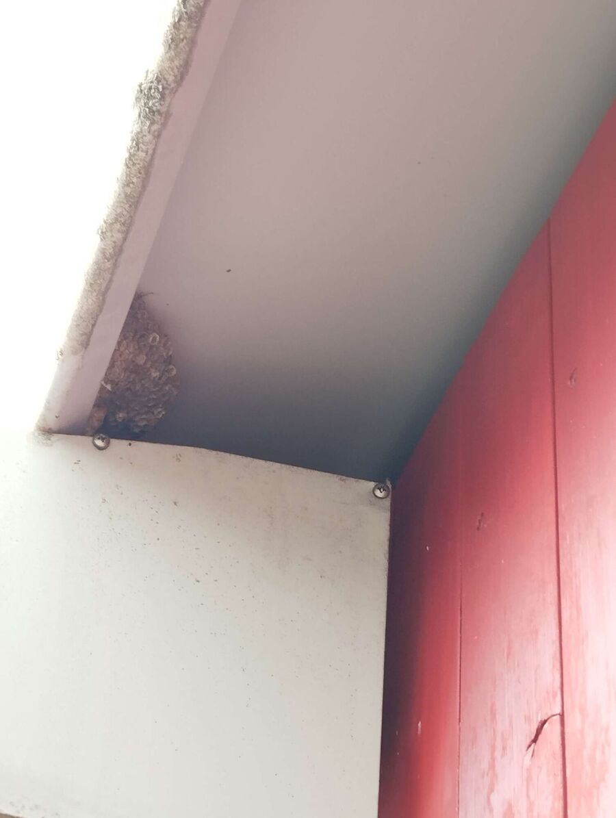 Relocate bees & remove bee nest