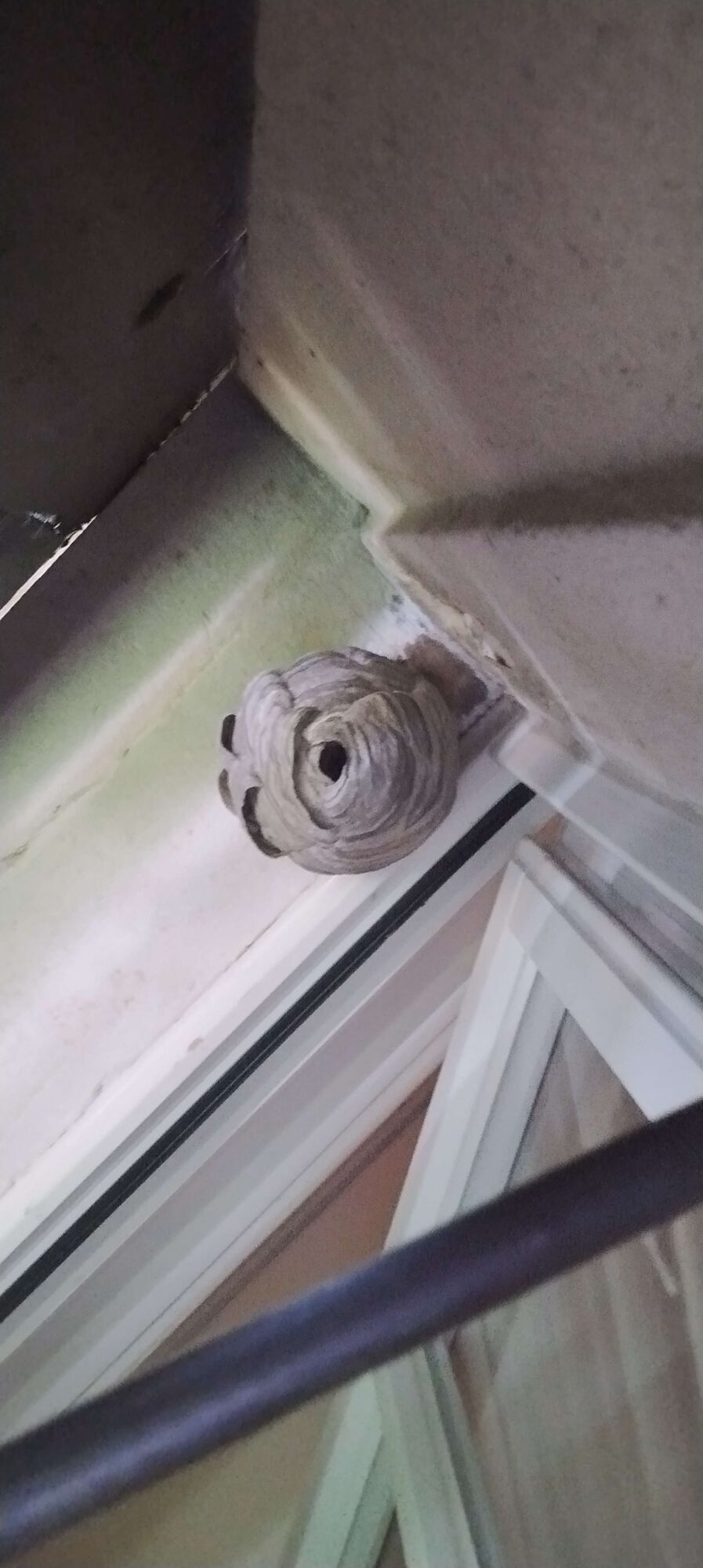 Bee nest at the house remove