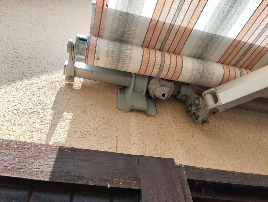 Bee nest at the house remove